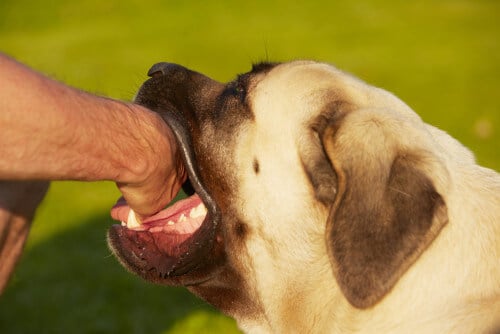 Buffalo Dog Bite Lawyer