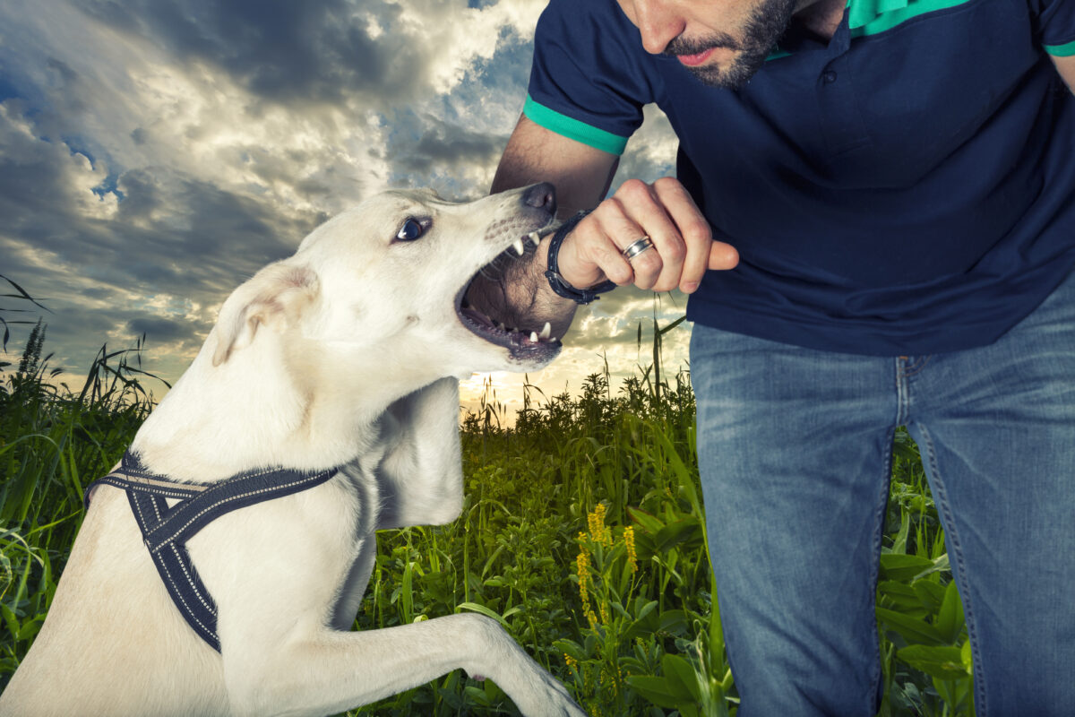 What to Do After a Dog Bite Accident in New York A Comprehensive Guide